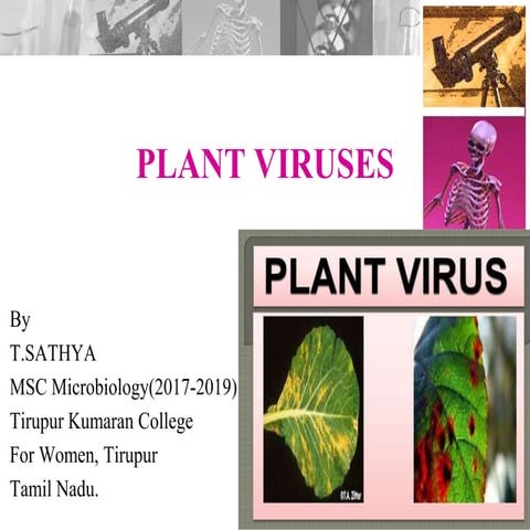 plant viruses- Geminivirus ppt