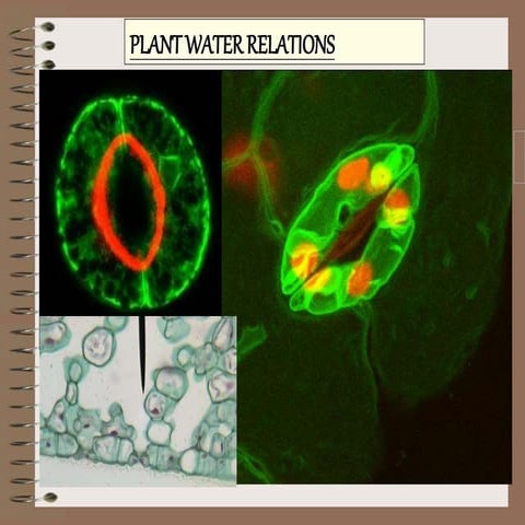 PLANT&WATERRELATION_EdDSE602lessonl.pptx
