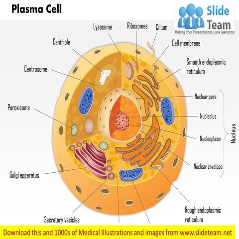 Plasma b cell medical images for power point