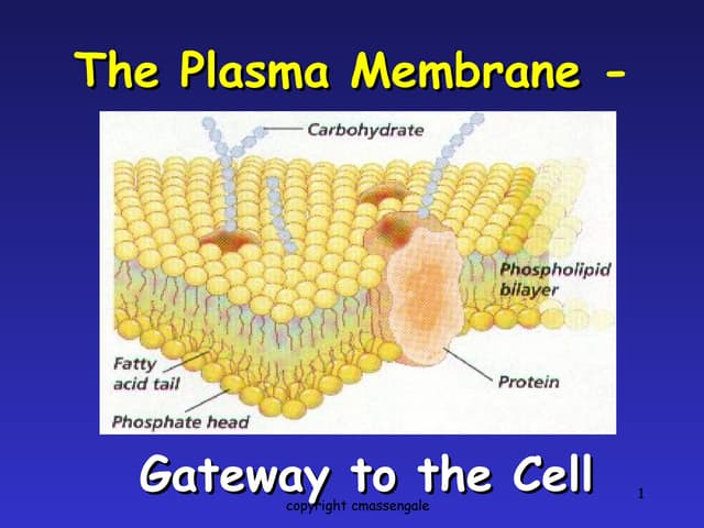 Plasma  Membrane