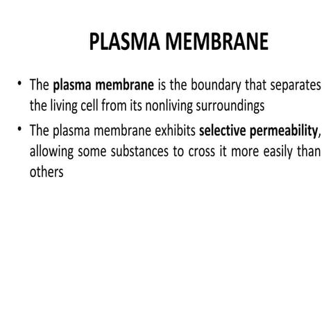 Plasma membrane