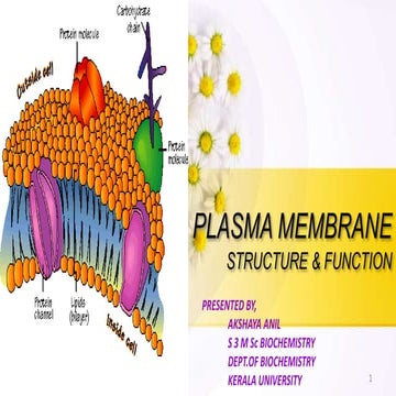 Plasma membrane