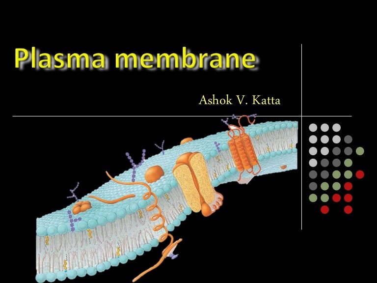 Plasma Membrane