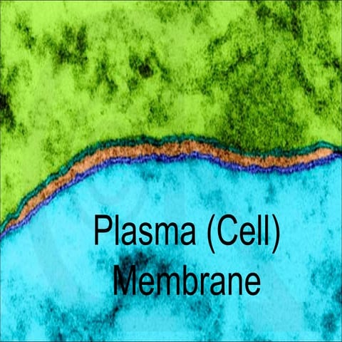 Plasma membrane notes (simple)