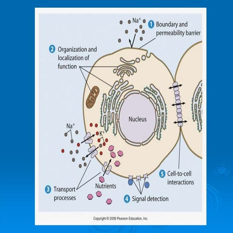 Plasma membrane structure and transport