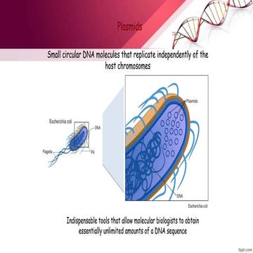 Bacterial Plasmids.pptx
