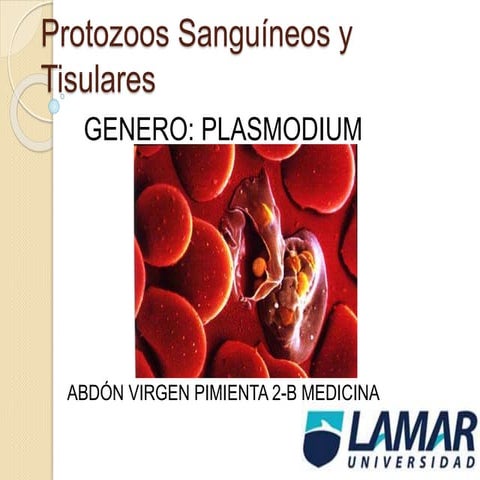 Plasmodium 