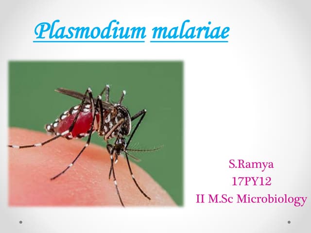 Plasmodium malariae