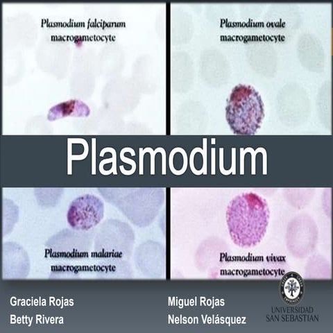 Plasmodium seminario uss