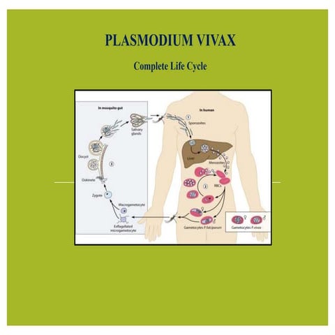 Plasmodium vivax structure and life cycle