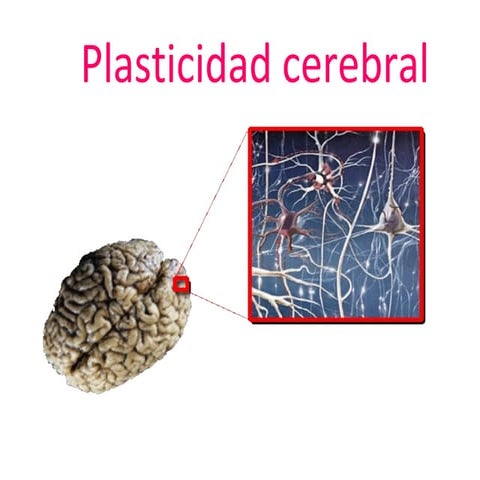 Plasticidad cerebral
