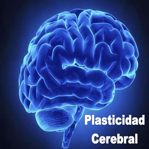 Plasticidad cerebral