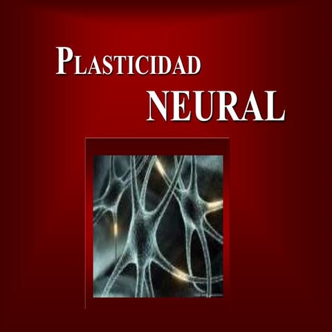 Plasticidad Neural