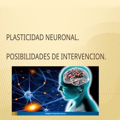 plasticidad neuronal ESTUDIOS REALIZADOS