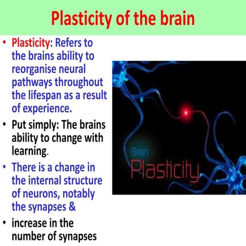 Plasticity of the brain - VCE U4 Psychology