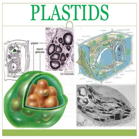 Plastids
