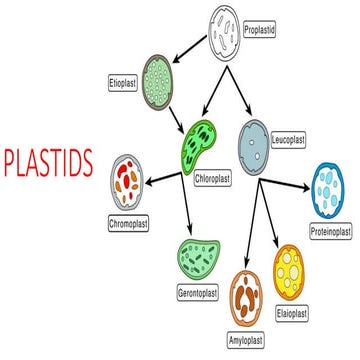 plastids.pptx