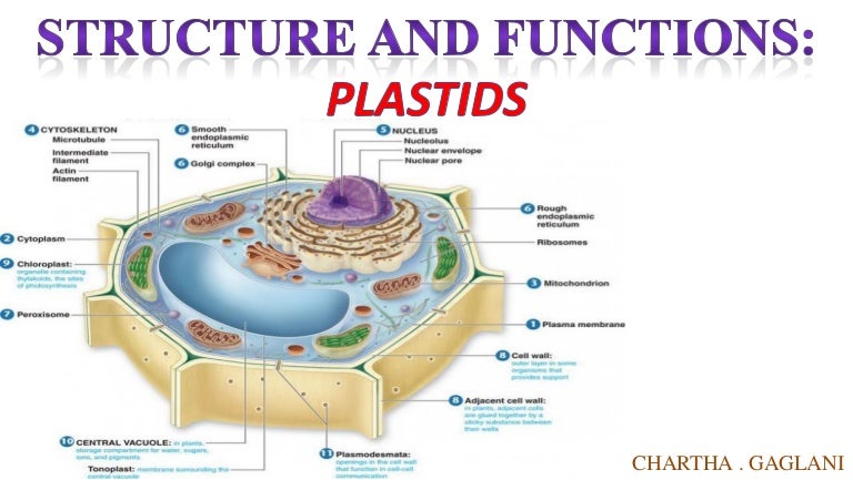 Plastids diagram with labels