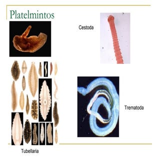 Platelmintos