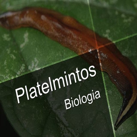 Platelmintos