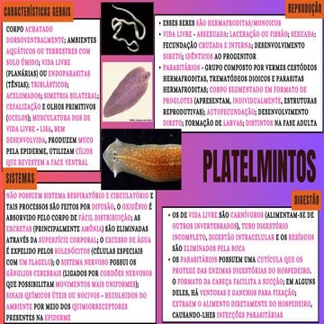 Filo Platelmintos