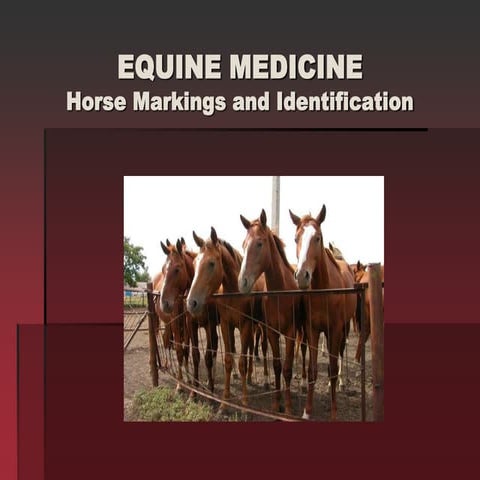 Horse Markings Identification Ppsx