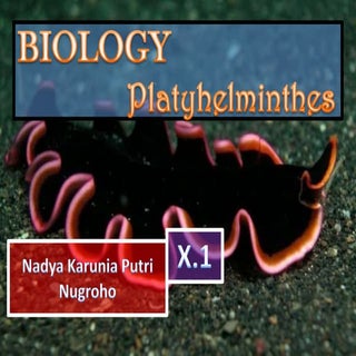 Platyhelminthes  ppt bio x.1