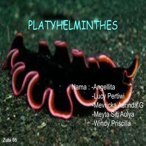 Platyhelminthes2 )