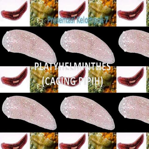 Platyhelminthes / Cacing Pipih
