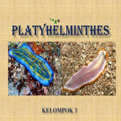filum Platyhelminthes