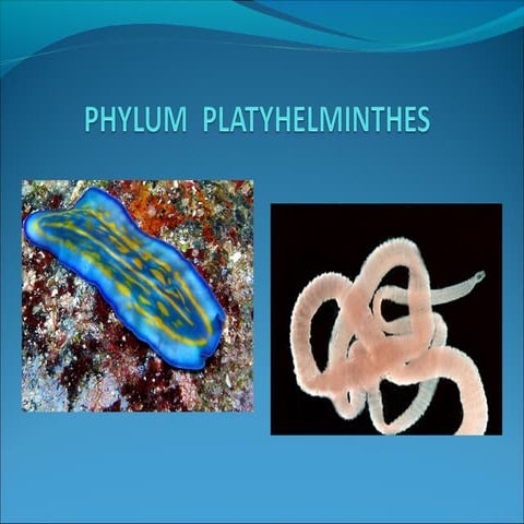Platyhelmintos
