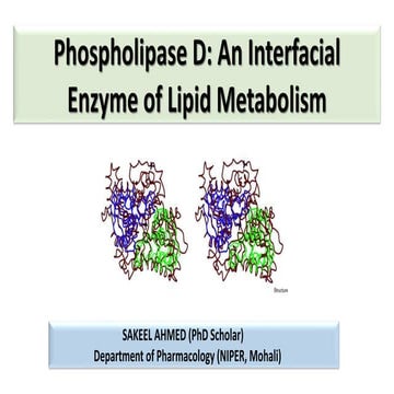 Phospholipase D (PLD) 