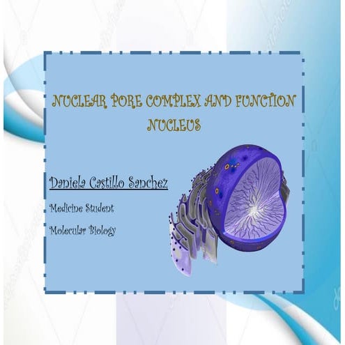 nuclear pore complex and function nucleus | PDF