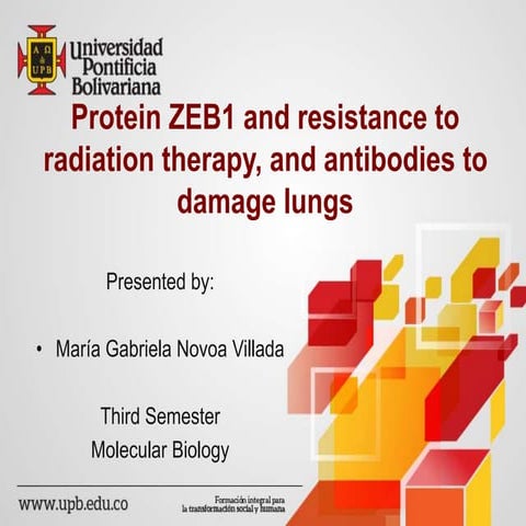 Protein ZEB1 and resistance to radiation therapy, and antibodies to damage lungs