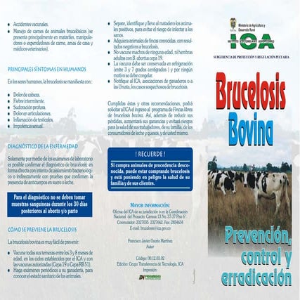 Plegable brucelosis ICA