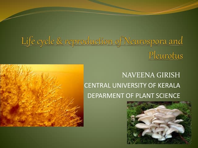 Drosophila Melanogaster Genome And its developmental process | PPT