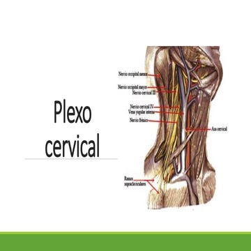 Plexo | PPTX