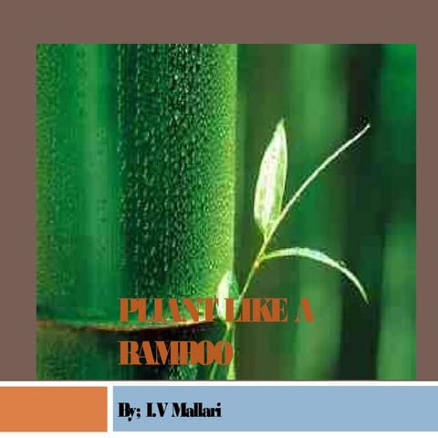 Pliant like a bamboo