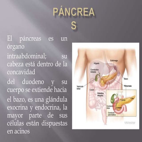 Histologia del Páncreas