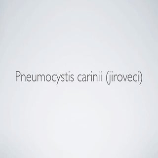 Pneumocystis carinii