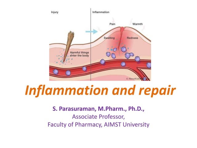 11 cellular & vascular events in acute inflammation | DOC | Blood ...