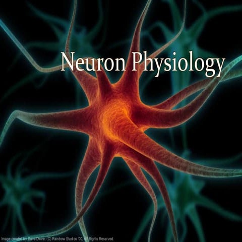 Neuron physiology