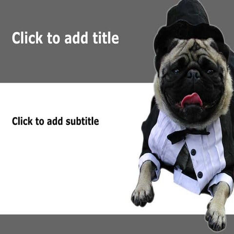 pugs | PPT