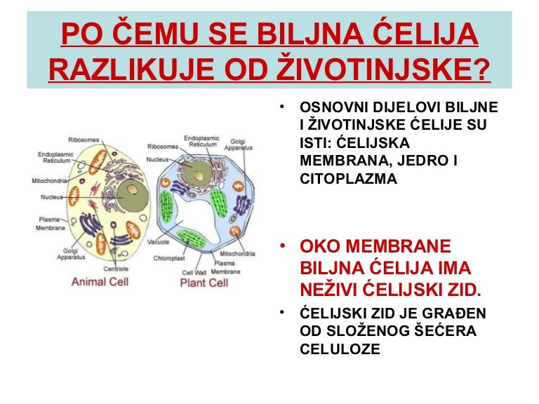 Biljna i životinjska ćelija