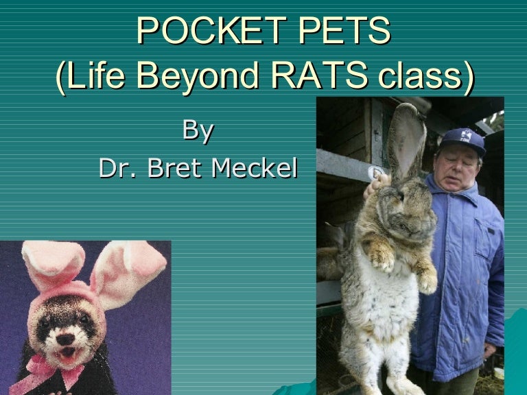 Pocket Pets