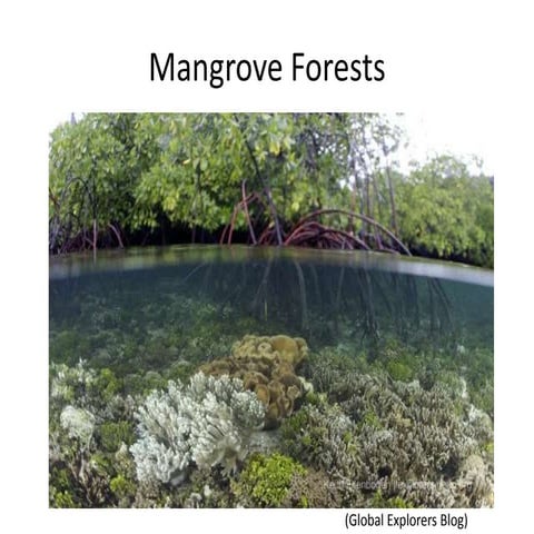 Mangroves and Climate Change
