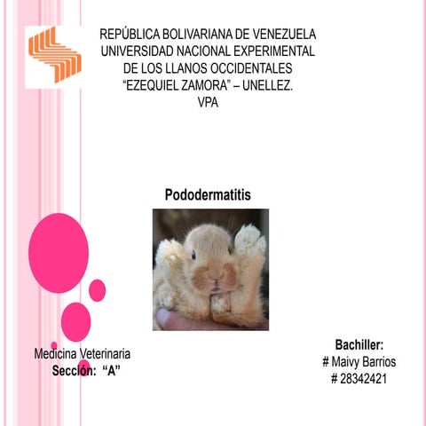 Pododermatitis | PPTX
