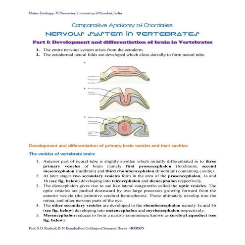 Nervous systems in vertebrates: T.Y.B.Sc. Sem VI Notes
