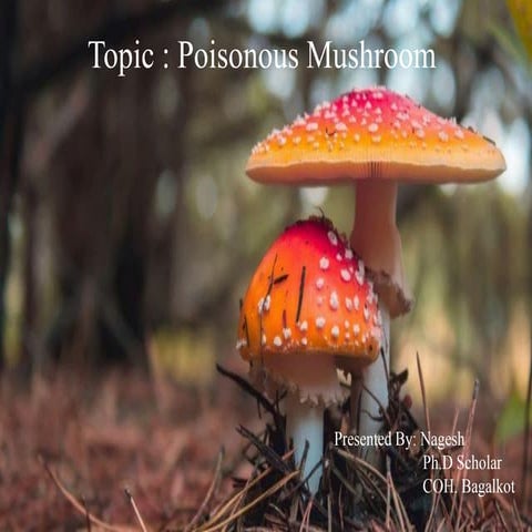 Poisonous mushroom