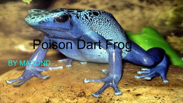 Poison dart frog | PPT